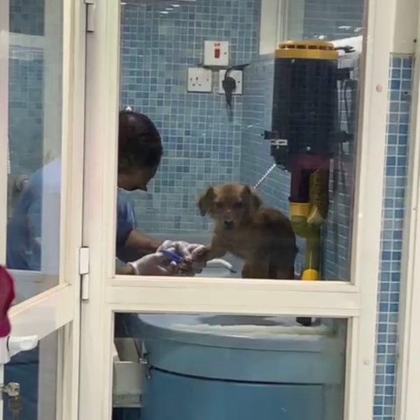 6/1/2021에 ١٧💉.님이 Joon Veterinary Clinic &amp; Pet Shop에서 찍은 사진