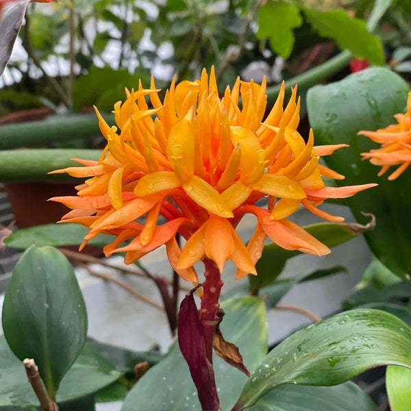 Photo taken at Conservatory of Flowers by Briana K. on 3/19/2023