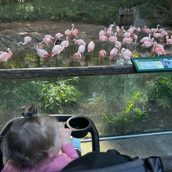 Foto scattata a Zoo Atlanta da Kelly C. il 10/15/2022