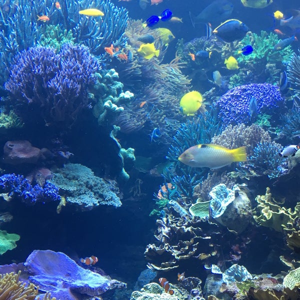Снимок сделан в Long Island Aquarium &amp; Exhibition Center (Atlantis Marine World) пользователем Theresa R. 8/21/2018