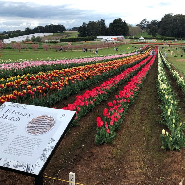Foto scattata a Tesselaar Tulip Farm da Kirn W. il 9/25/2019