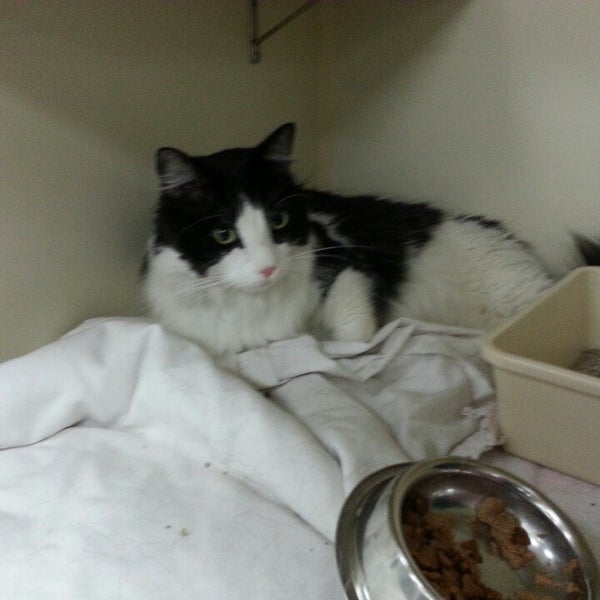 The Cat Connection 6 tips