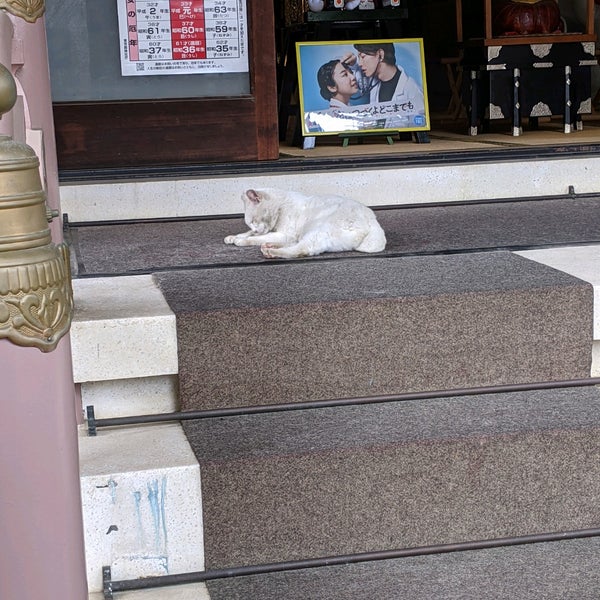 ラッキー猫ナミちゃん 台東区 東京都 ラッキー猫ナミちゃん 台東区 東京都