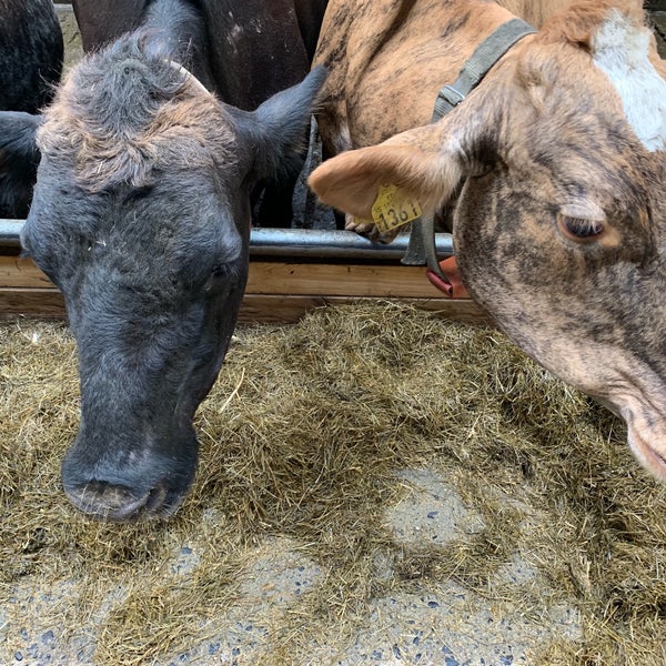 Kaffi kú - Farm in Eyjafjarðarsveit