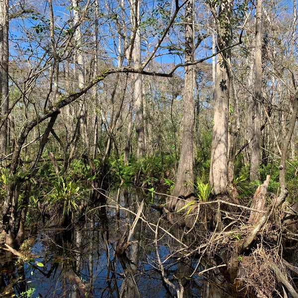 Photo taken at Audubon&#39;s Corkscrew Swamp Sanctuary by Harrison F. on 1/29/2019