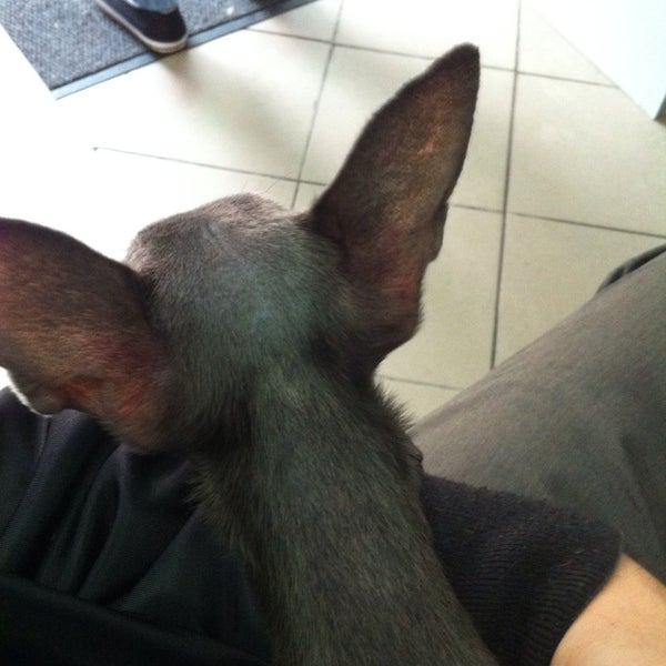 еремин жулебино. доктор еремин жулебино. ветеринарная клиника доктора ерёмина жулебино. ветеринарная клиника еремина в жулебино. еремин жулебино.