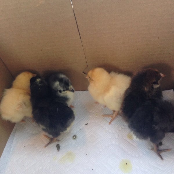 EggPlant Urban Farm Supply Merriam Park East 6 tips