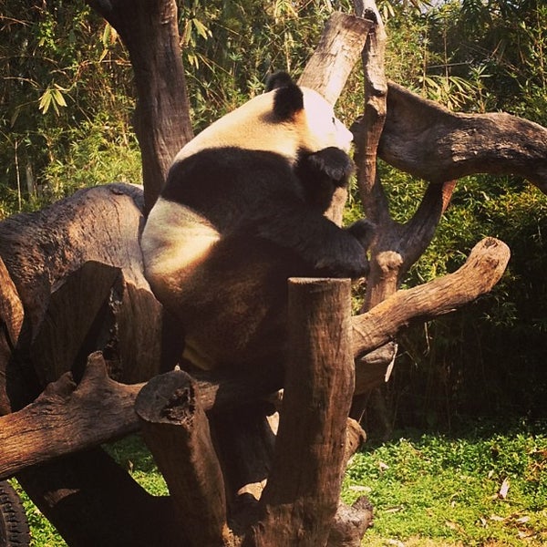 панда центр вологда. детский центр панда киров. панда уссурийск развлекательный центр. панда центр вологда. торговый центр панда.