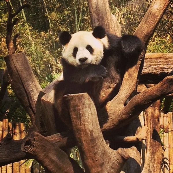 панда центр вологда