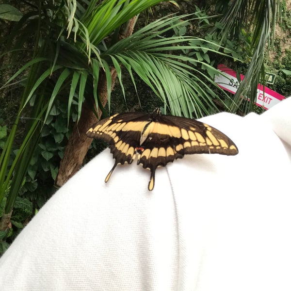 Photo taken at Mariposario de Benalmádena - Benalmadena Butterfly Park by Dion K. on 7/11/2017