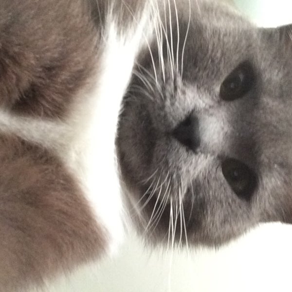 PetSmart Pet Supplies Store in Danvers