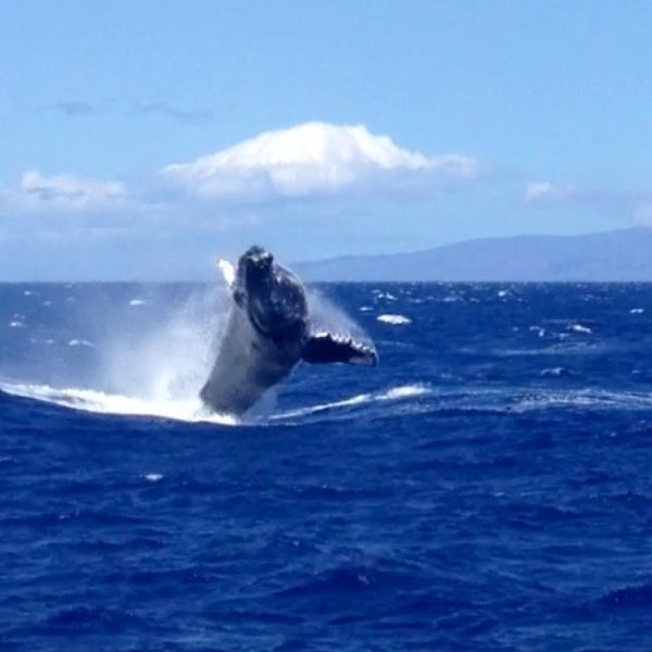 Снимок сделан в Pacific Whale Foundation пользователем Mary A. 3/29/2013