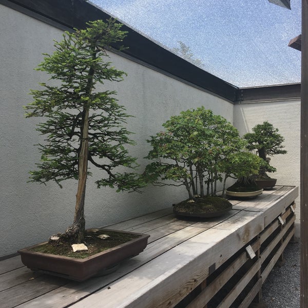 National Bonsai and Penjing Museum бонсай на Камне