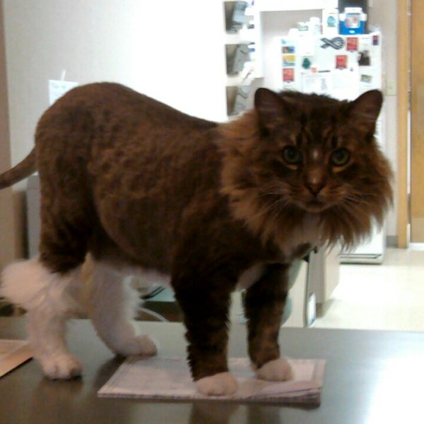 shadeland animal clinic