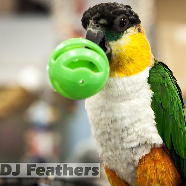 Foto scattata a DJ Feathers Aviary da Dave K. il 1/17/2015