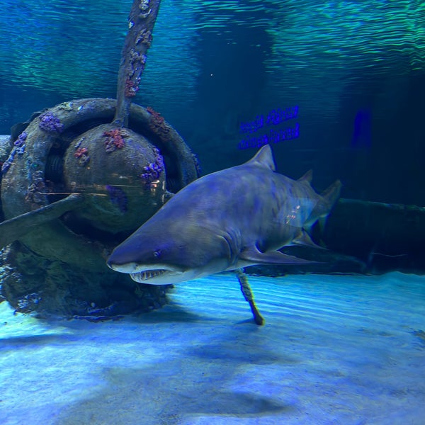 Photo taken at Antalya Aquarium by Gürcan D. on 5/14/2023