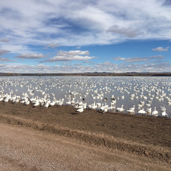 Bosque del Apache National Wildlife Refuge - San Antonio, NM