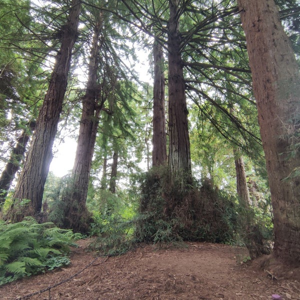 Снимок сделан в San Francisco Botanical Garden пользователем PS 8/20/2023