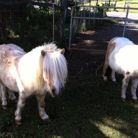 Снимок сделан в Lahaina Animal Farm пользователем Teresa W. 11/30/2012