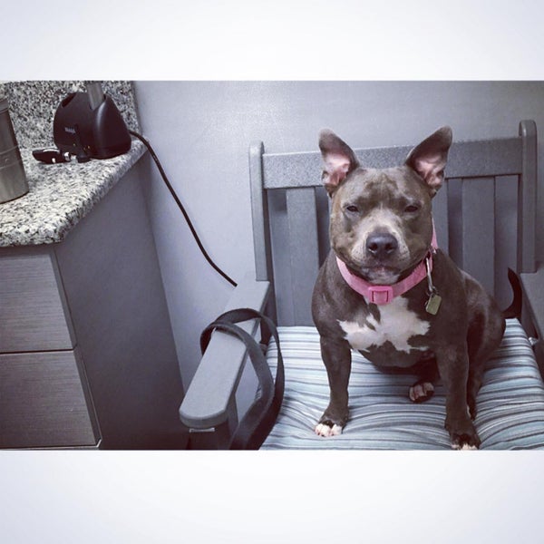 vca pines west animal hospital