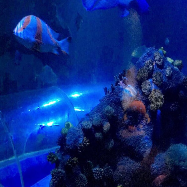 Photo taken at Sea Life by Julia v. on 8/25/2017