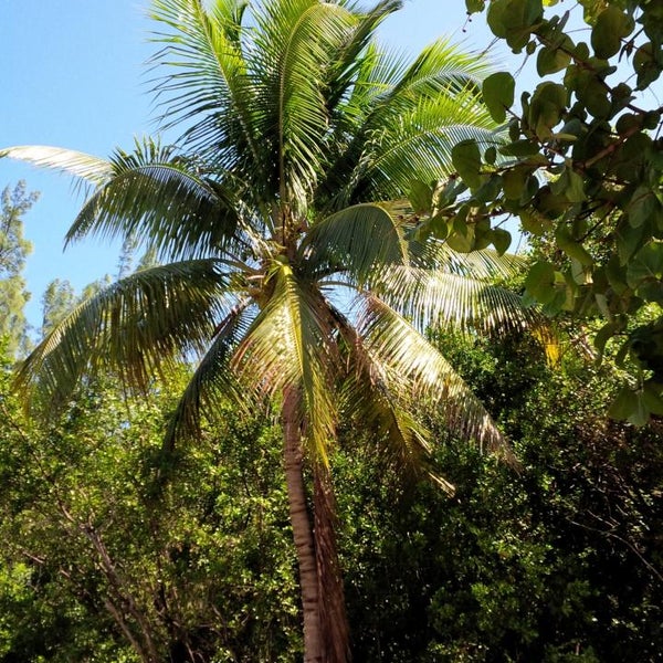 Calusa Park Village of Key Biscayne 28 ziyaretçi