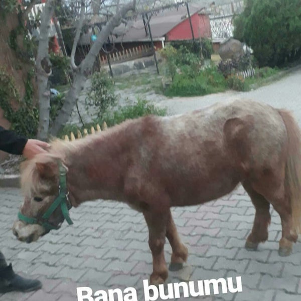 Photo taken at Doğuşlu Binicilik ve Pony Kulübü by Feyzanur K. on 4/1/2018