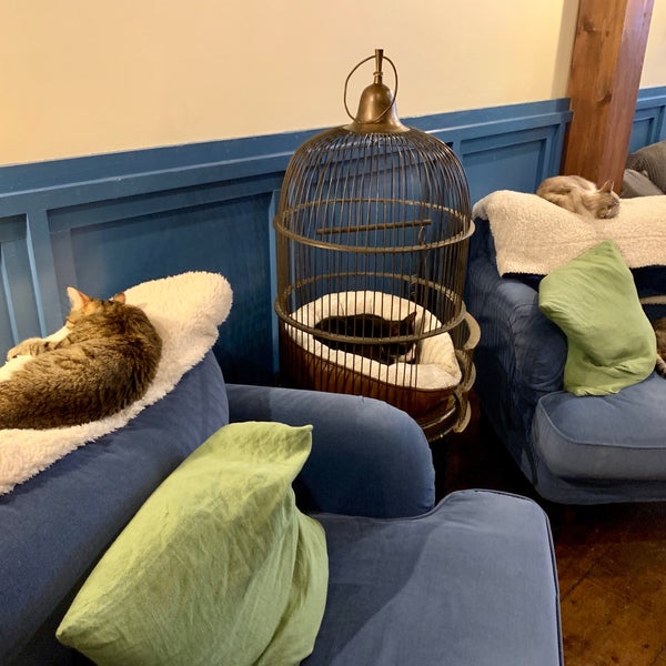Brooklyn Cat Cafe Brooklyn Heights 7 tips from 417 visitors
