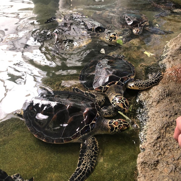 Photos At 奄美海洋展示館 Aquarium In 奄美市