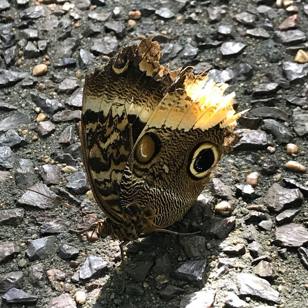 10/1/2017에 ShaSha L.님이 Butterfly House at Faust County Park에서 찍은 사진
