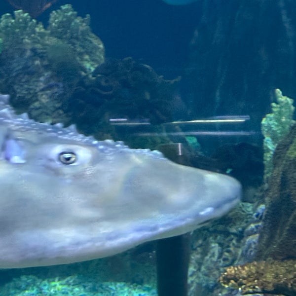 3/17/2024 tarihinde ShaSha L.ziyaretçi tarafından Shedd Aquarium'de çekilen fotoğraf