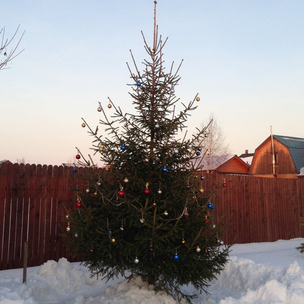 истра новый год. парк селятино елка. центральная площадь тюмень сейчас. елочка истра. спилили главную елку страны.