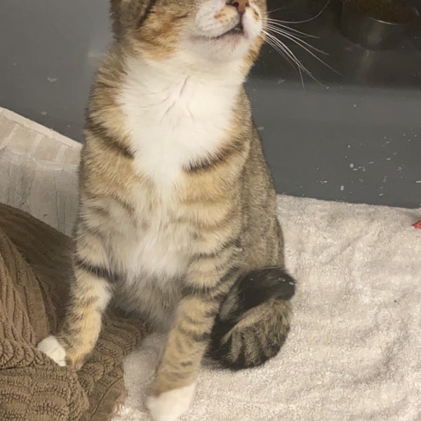 petsmart lawrence