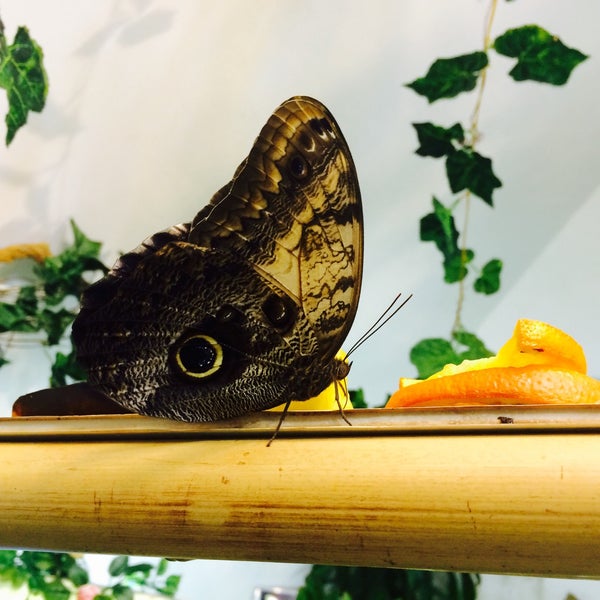 Снимок сделан в Музей живых бабочек «Тропический рай» пользователем Elena✈️ A. 1/17/2015