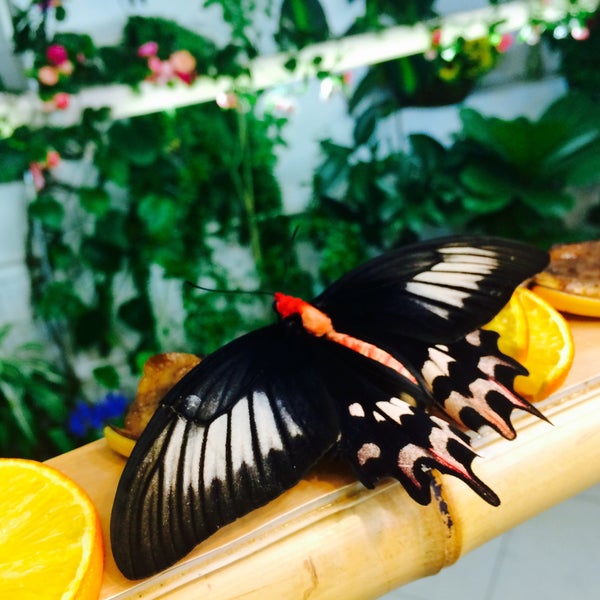 Снимок сделан в Музей живых бабочек «Тропический рай» пользователем Elena✈️ A. 1/17/2015