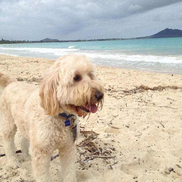 Photos at Kailua Beach (Flagpoles) kailua 5 tips