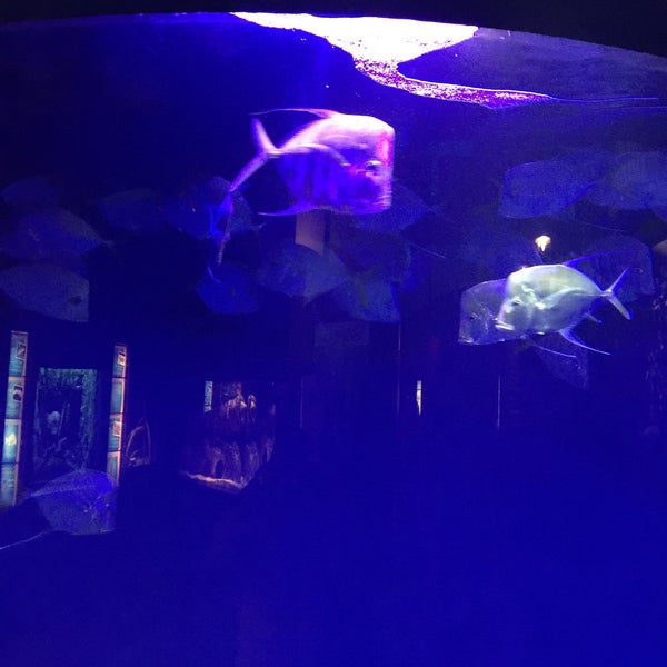 Photo prise au Oklahoma Aquarium par Mvskoke3000 le9/27/2015