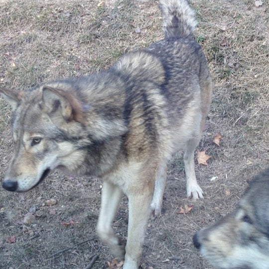 Fotos Em 東山動物園 シンリンオオカミ Atracao De Zoologico Em 千種区