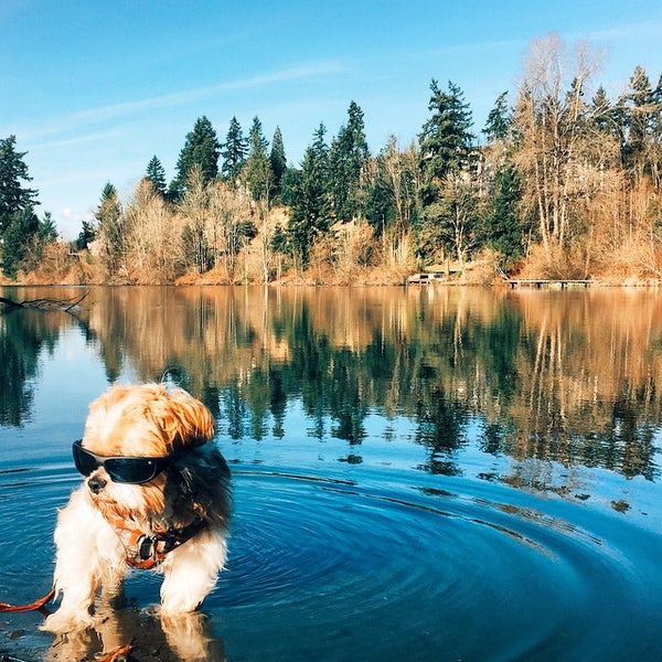 Are Dogs Allowed At Lake Boren Park