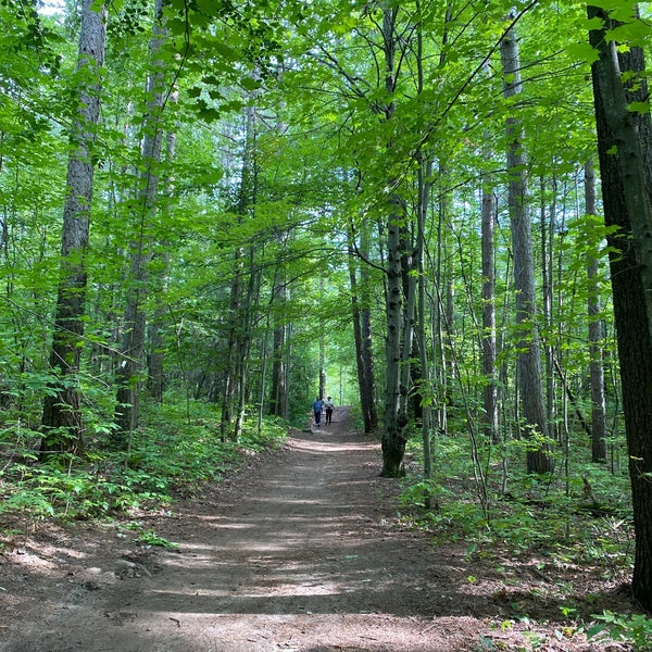 Шварцвальд темный лес. Леса лондона. Лесополоса хвойный лес россия. Чёрный лес (регион шварцвальд). Достопримечательности германии черный лес.