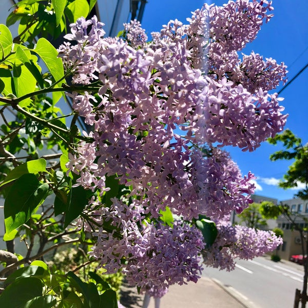 おもちゃの平野 本店 札幌市 北海道