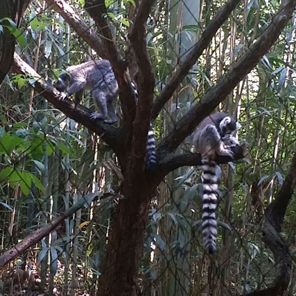 Jungle loop. Jungle loop