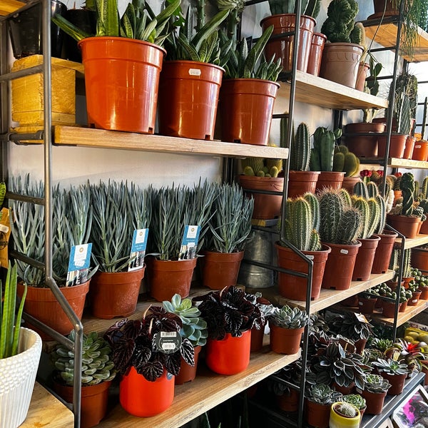 Plant Societree Flower Shop in Newington