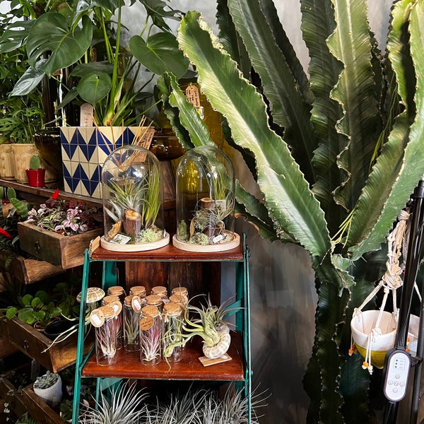 Plant Societree Flower Shop in Newington