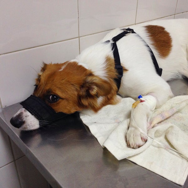 Стерилизация собаке ростов. Кастрация бездомных животных. Стерилизация животных реклама. Ветклиника на фурмановской фото. Льготная стерилизация картинки.