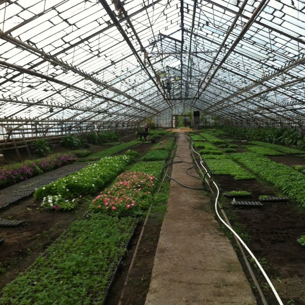 выращивание фрезий к 8 марта в теплице. декоративные культуры барнаул. декоративные культуры барнаул. питомник растений лендинг. выставка ярмарка цветочная композиция.