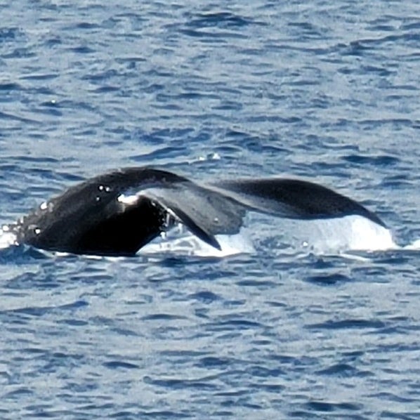 Снимок сделан в Pacific Whale Foundation пользователем Michael R. 3/13/2024