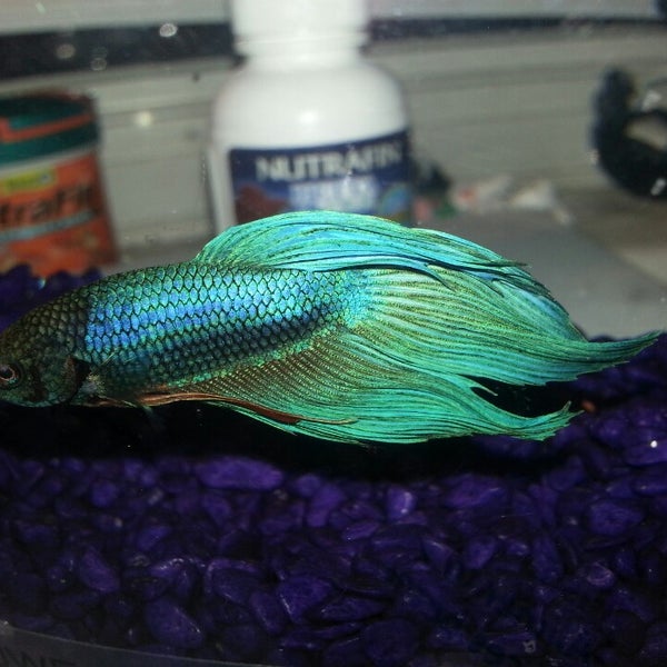 Tropic Waters Pet Center Pet Supplies Store in Eau Claire