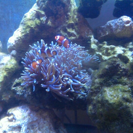 Aquarium Center Tienda de mascotas en Clementon