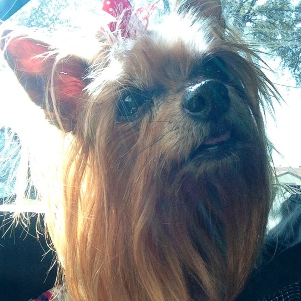 debbie's dog grooming